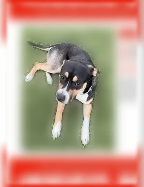 Lost dog, Emerson Road, 5311, Sacramento - male, tricolor beagle mix - photo