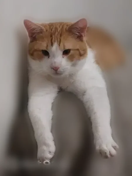 Chat perdu mâle, Rond-Point de Picardie, Berck - roux et blanc - photo