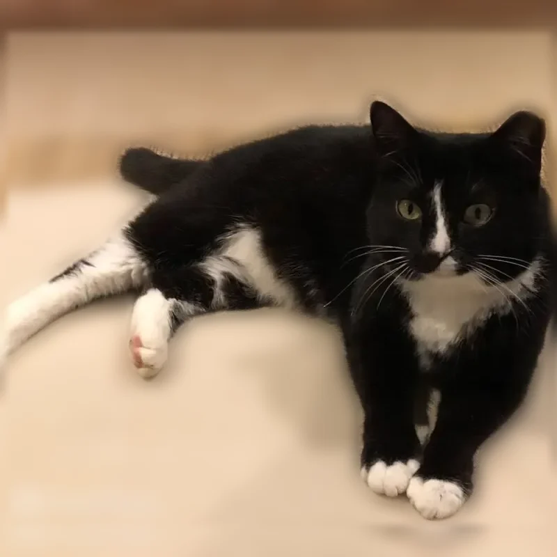 Lost cat, Fulwar Skipwith Road, 1075, Baton Rouge — female, spayed, tipped ear - photo
