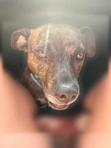 Lost dog, Janet Drive, 2102, Phenix City, Birmingham — female, brown brindle - photo