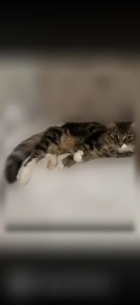 Lost cat, Havens Court, 1616, Auburn - friendly neutered male - photo