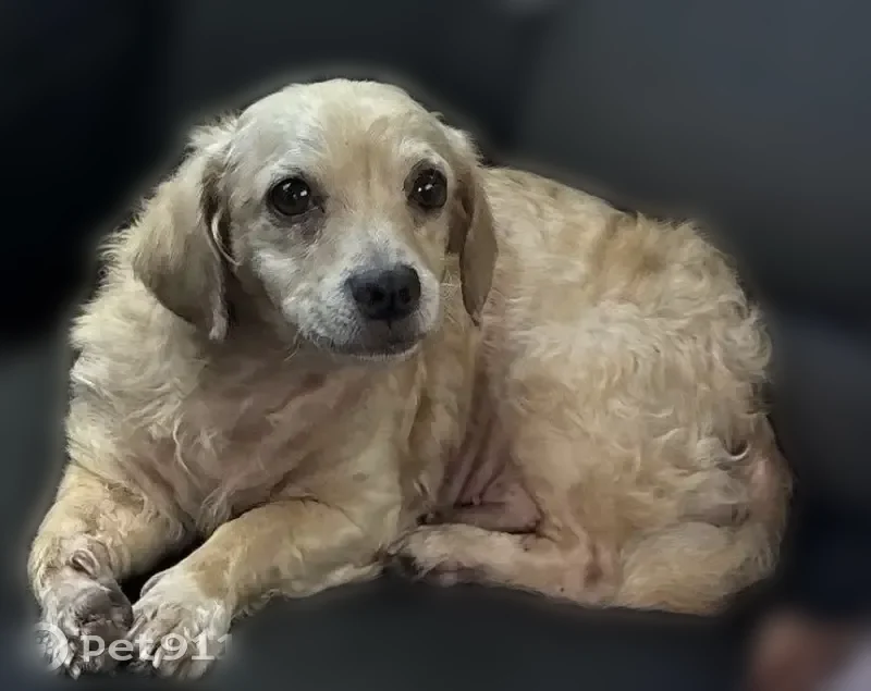 Lost dog, Triola Lane, 6717, Houston - male, golden brown coat, two bald spots - photo