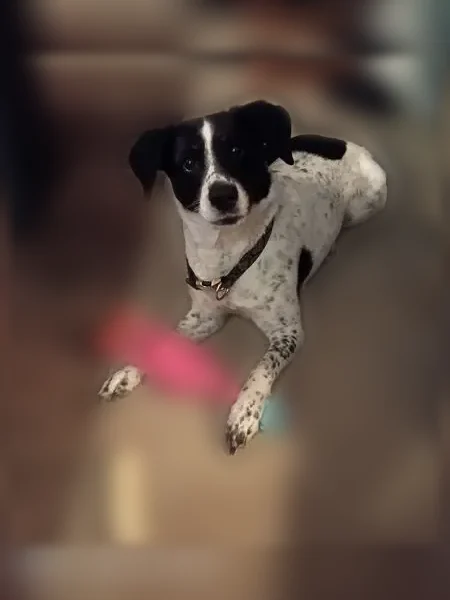 Lost dog, Spokane, Washington - female, 6 years old - photo