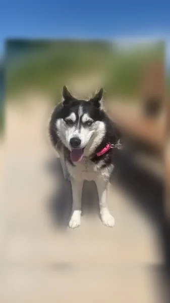 Lost dog, Lakewood Road, Dalton Township, Twin Lake — female husky with blue and brown eyes - photo