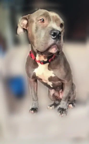 Lost dog, Greenview Circle, 1721, Memphis - female, brown/grey coat with white chest - photo