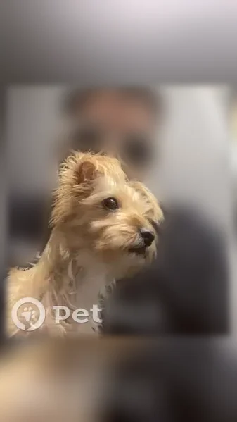 Lost dog, Washington Street, Denver - male, small blonde-brown Yorkshire mix - photo