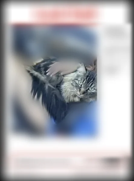 Lost cat, North Fox Lane, 2716, Spokane Valley — male, very big, fluffy tail - photo