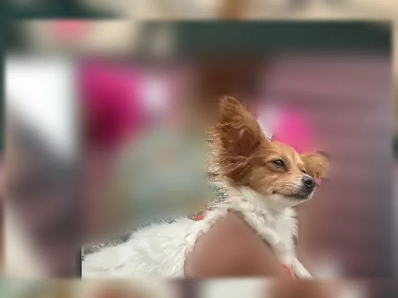 Lost dog, South Saint Lawrence Avenue, 6401-6403, Chicago - female, white with brown patches - photo