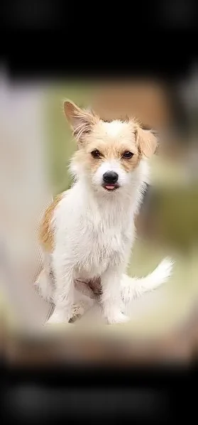 Lost dog, Merlin Road, 2949, Merlin, Merlin - female, white with tan spots - photo