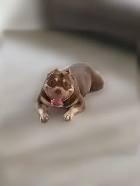 Lost dog, Mac Court, 2054, Indianapolis — female bully with anxiety and needs medication - photo