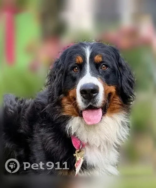 Lost dog, York Court, Indiana, Bethany — female, very timid - photo