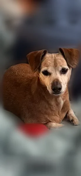 Lost dog, Gristmill Road, Little Rock - female, reddish brown, dachshund mix - photo