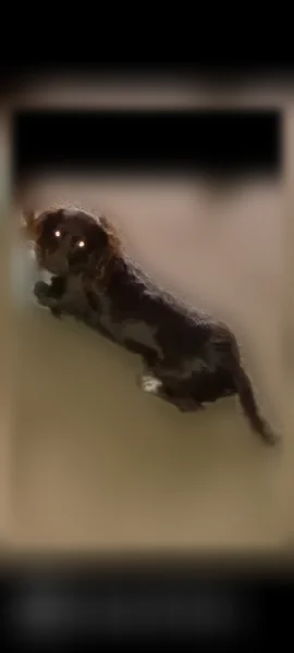 Lost dog, South Crawford Street, 508, Clarksville - female dachshund, orange collar - photo