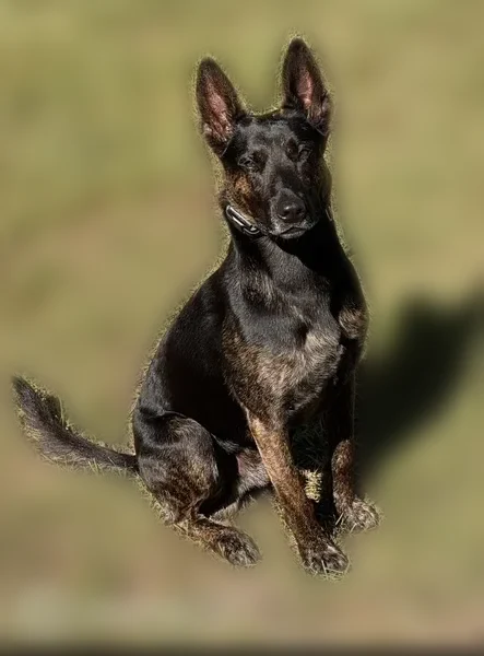 Lost dog, Century Drive, 2569, Petersburg - male - photo