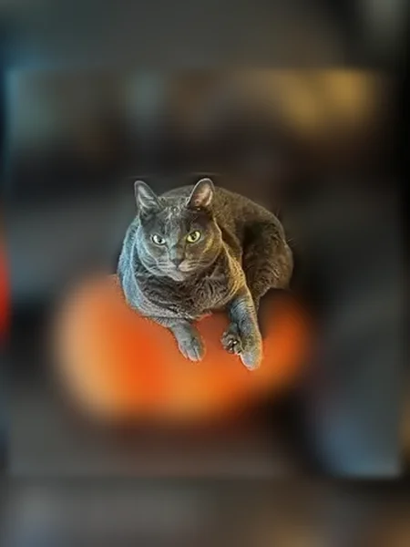 Lost cat, Northeast Williams Street, 33713, Scappoose - female, charcoal grey with green eyes - photo