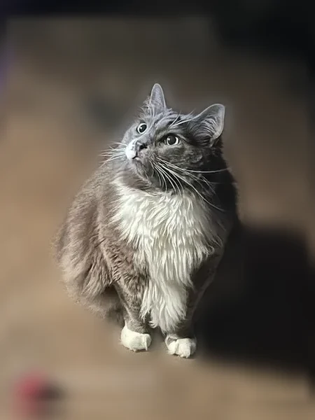 Lost cat, White Oak Avenue, 4849, East Chicago - male - photo