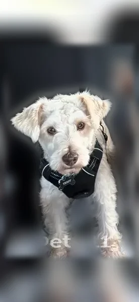 Lost dog, Naaman Forest Boulevard, Garland — male beige miniature schnauzer - photo
