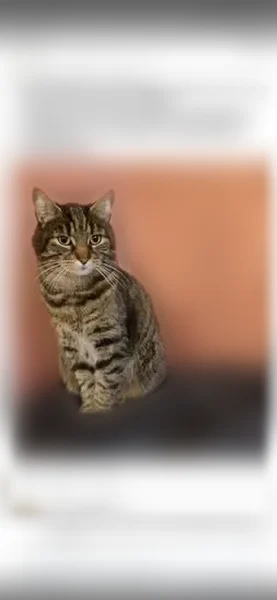 Perdu chat, Avenue 30eme Groupe de Chasseurs, 14, Lunéville - tigré, castré - photo