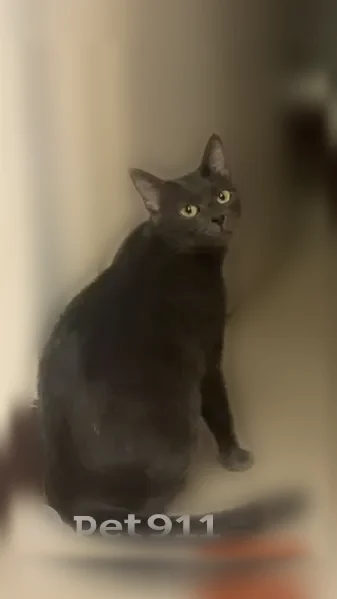 Chat perdu, Avenue Marius Moutet, 3, Valence - femelle, petite, yeux jaunes - photo