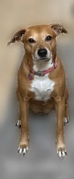 Lost dog, Ocoee, Florida, Selbyville - female lab mix, skittish - photo