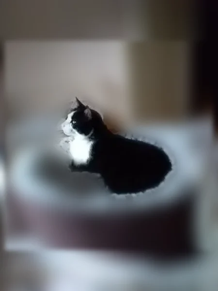 Chat perdu mâle, Route de l'Espiguette, 3430, Le Grau-du-Roi — noir et blanc, pucé - photo