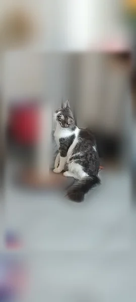 Chat perdu mâle, Rue Dejussieu Pontcarral, 48, Toulon — gris et blanc - photo
