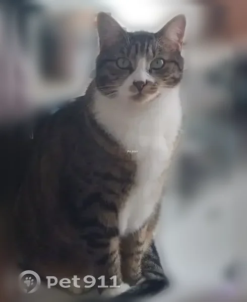 Chat perdu mâle, Rue des Faures, Lamarque - blanc tigré noir et marron - photo