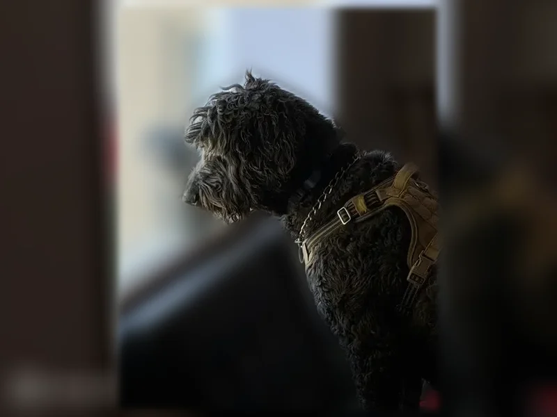 Lost dog, East 145th Road North, 4024, Idaho Falls - male, very large black goldendoodle - photo
