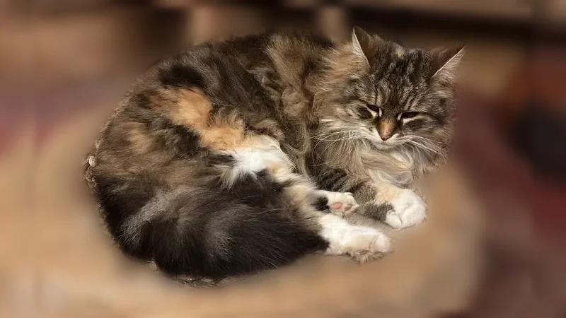 Chat perdu, femelle, Rue Henri Bataille, Limoges - tigré et poils assez longs - photo