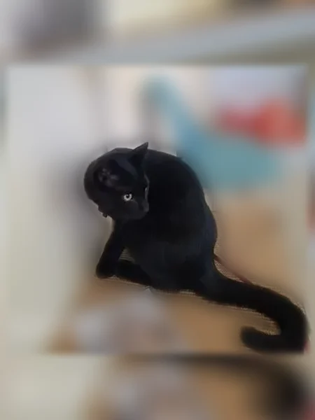 Chat perdu mâle, Rue Croas Talud, Douarnenez - noir, yeux jaunes - photo