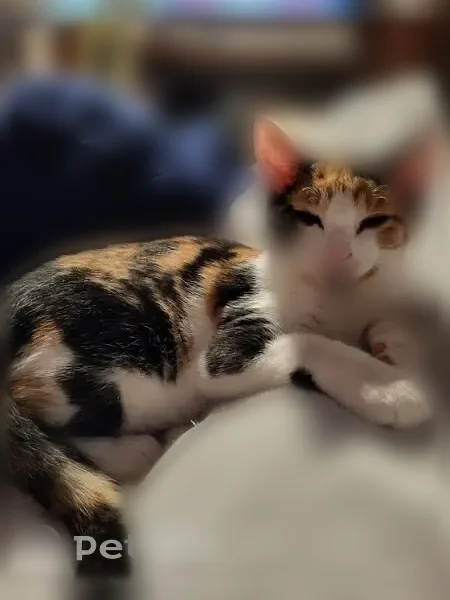 Lost cat, Darnaby Avenue, 403, Hampton - juvenile calico female, gray flea collar - photo