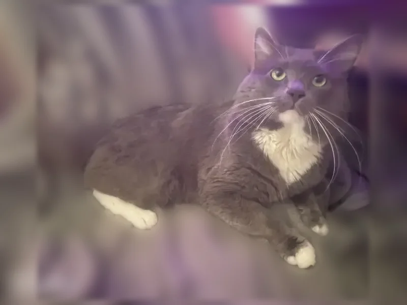 Lost cat, Kenmore Avenue, 1163, Village of Kenmore, Buffalo - male, white paws - photo