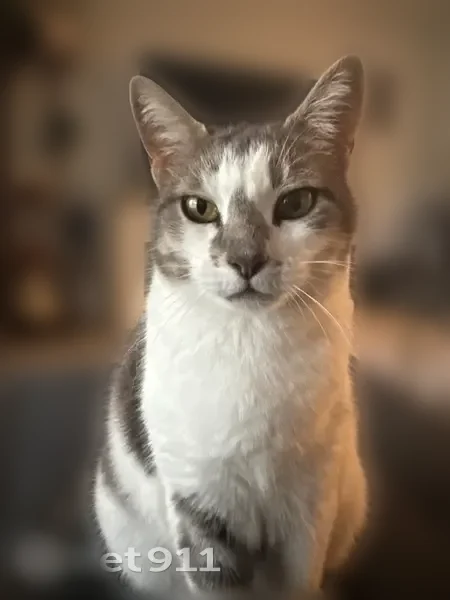 Lost cat, Avenue H, 4811, Austin — female, small, large gray marking - photo