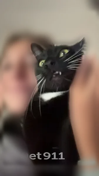 Lost cat, North River Ridge Boulevard, 1605, Spokane — male, black with white paws, green/yellow eyes - photo
