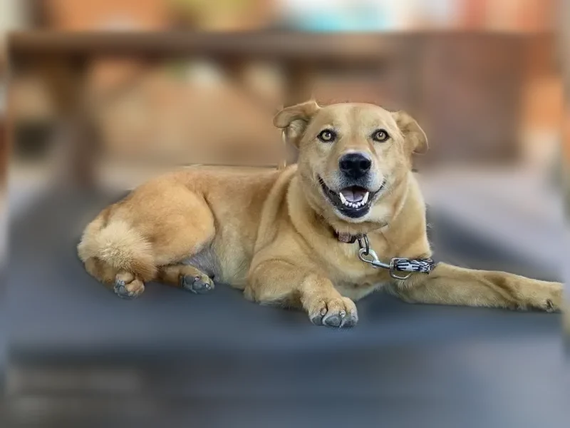 Lost dog, South Avenue 19, 259, Los Angeles - female, golden coat, pink collar - photo
