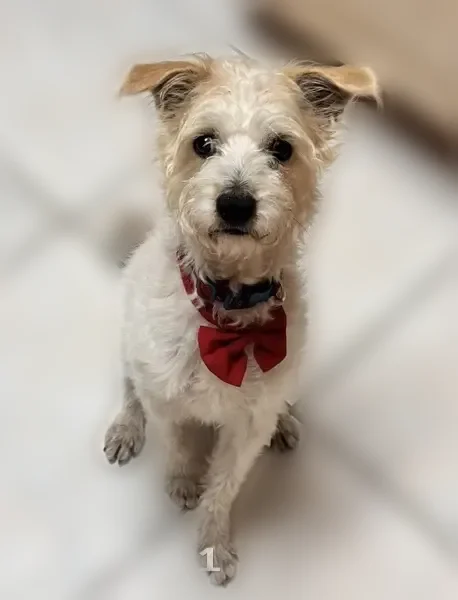 Lost dog, West 12th Street, 618, Westside, Odessa - male - photo