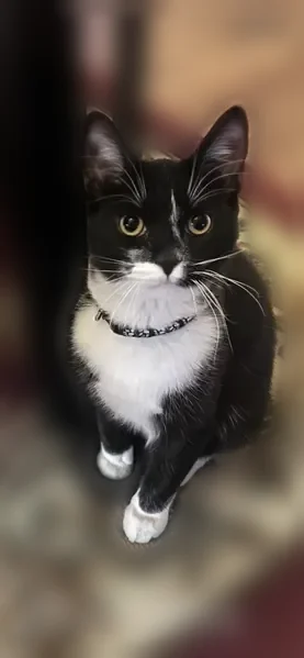 Lost cat, Winchester, Nevada, North Port — tuxedo, 4 white paws - photo