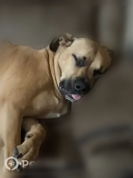 Lost dog, North 600 West, 1685, Louisville - scared, with a nub tail and a Seresto collar - photo