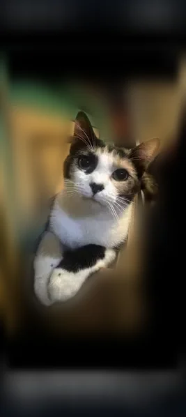 Lost cat, Chris Craft Drive, 1742, Grapevine - female, calico with black eye liner - photo