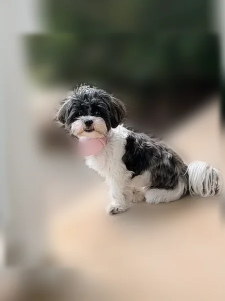Lost dog, Sharp Road, 19452, Athens - female Shih Tzu - photo