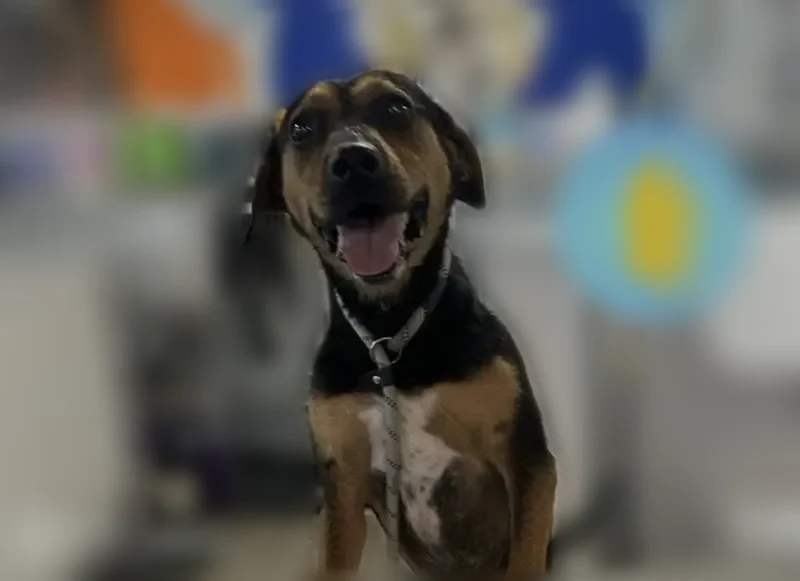 Lost dog, Tulsa, Oklahoma, Corpus Christi - male, black and tan, 40 lbs - photo