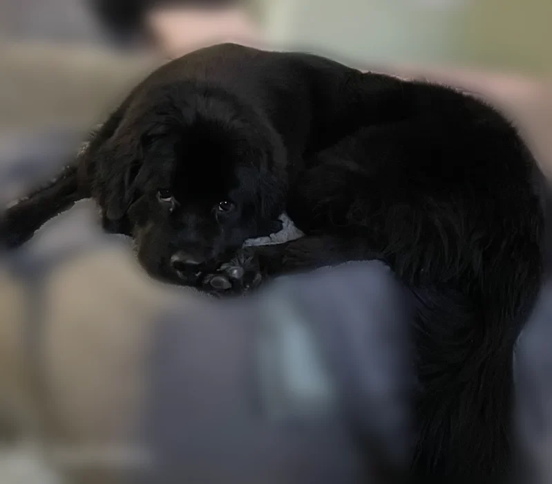 Lost dog, Magnolia Way, Pevely, St. Louis - female - photo