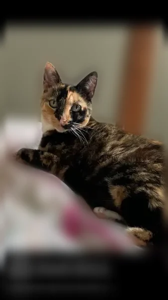 Lost cat, Flint Rock Road Southwest, 2366, Stone Mountain - female, 13 years old, short tail - photo
