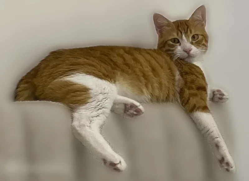 Lost cat, Southwest Flagler Terrace, 10259, Miami — male, orange with white chest and paws, 3 years old - photo