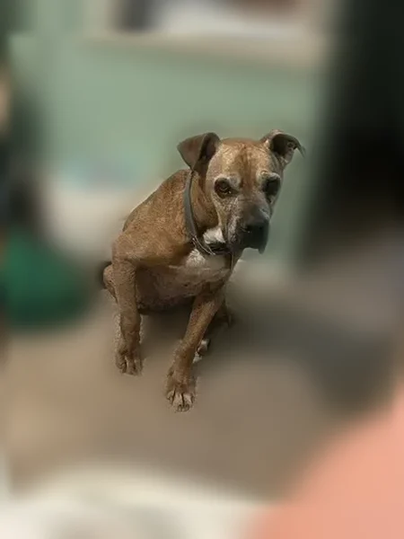Lost dog, Bess Town Road, 525, Bessemer City - very old, brown with white chest and white stripe on neck - photo