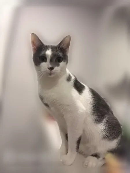 Lost cat, female, Thomas Street, 2238, Hollywood, Miami - grey and white cow print pattern, green eyes - photo