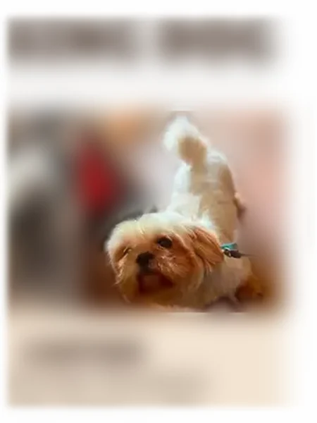 Lost dog, Fellow Street, 5821, Columbus, Birmingham — male white Shih Tzu with tan ears and feet - photo
