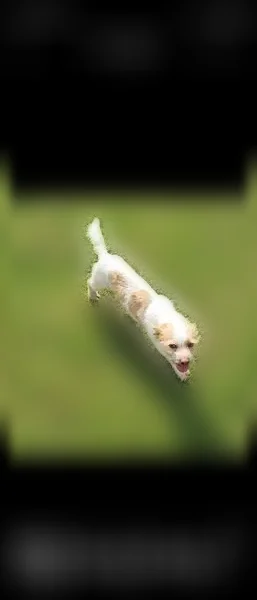 Lost dog, Rogers Lake Road, 7062, Lithonia - male, white and tan, hazel eyes - photo
