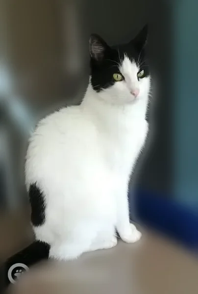 Chat perdu mâle, Sentier de Beaufortin, Maurepas, Élancourt - blanc avec quelques taches noires, queue tout noire - photo