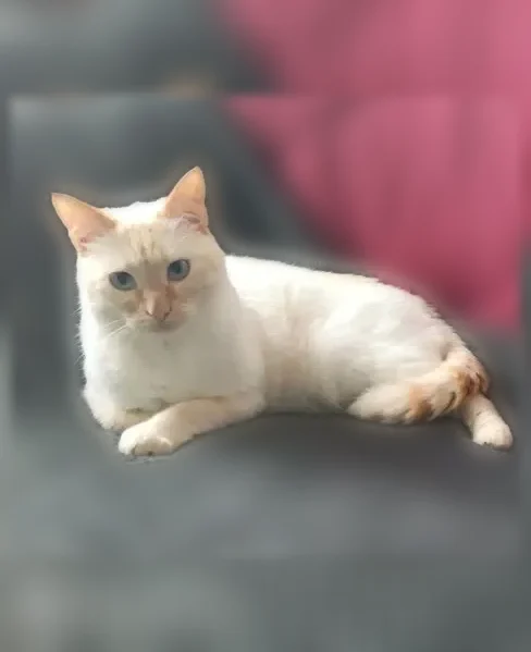 Chat perdu mâle, Rue de Provence, 12, Varennes-sur-Allier - blanc, yeux bleus - photo